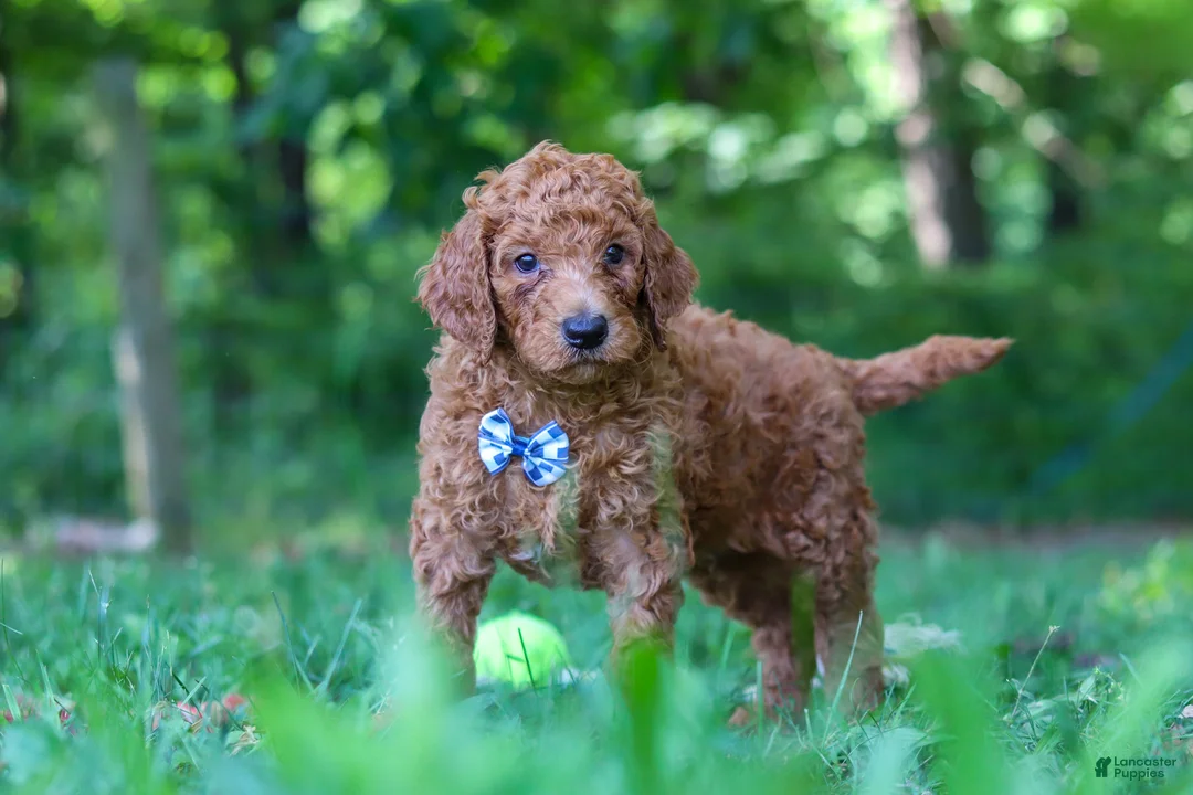 Goldendoodle dogs for sale: Gus - Ad 2