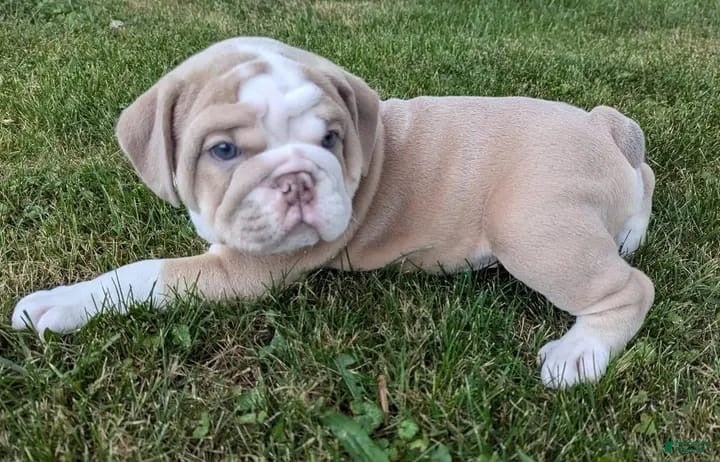 English Bulldog dogs LYRIC - LILAC TAN WHITE EMPRESS IN CA DELIVERY TO ALL USA & MORE - Ad 4