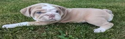English Bulldog dogs for sale: LYRIC - LILAC TAN WHITE EMPRESS IN CA DELIVERY TO ALL USA & MORE - Ad 1