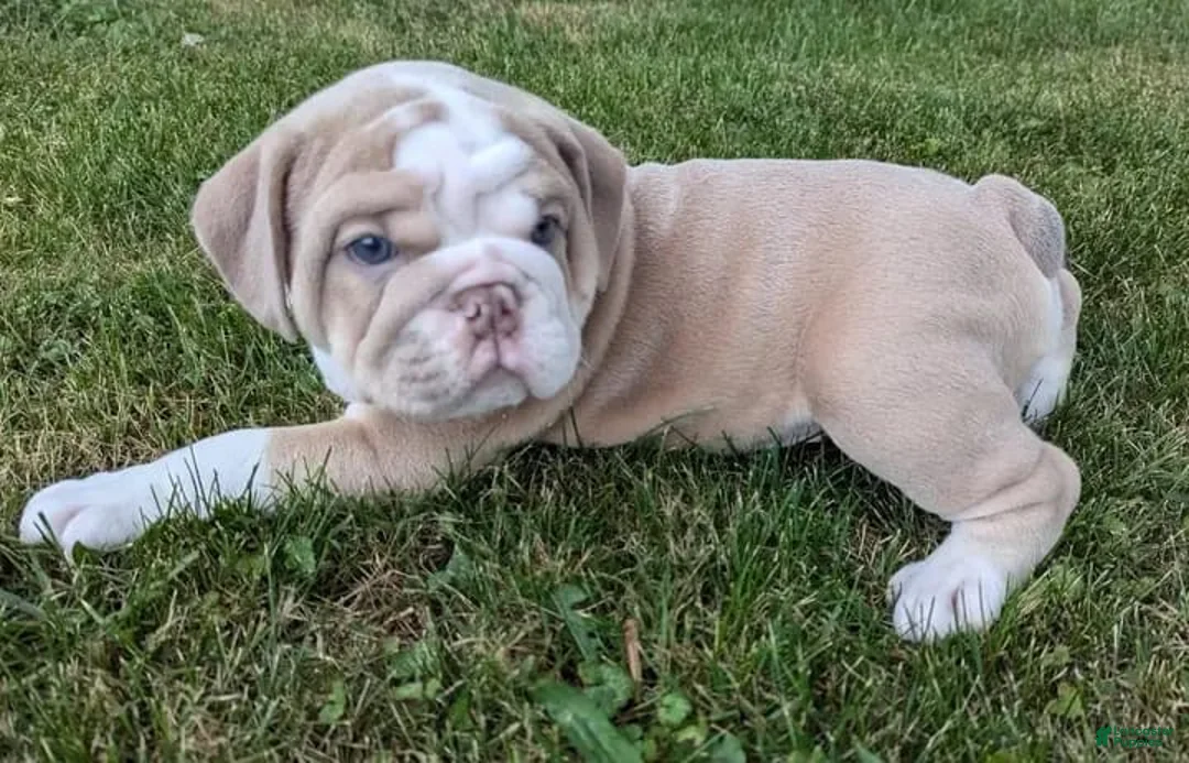 English Bulldog dogs for sale: LYRIC - LILAC TAN WHITE EMPRESS IN CA DELIVERY TO ALL USA & MORE - Ad 1
