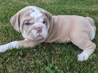 English Bulldog dogs LYRIC - LILAC TAN WHITE EMPRESS IN CA DELIVERY TO ALL USA & MORE - Ad 4
