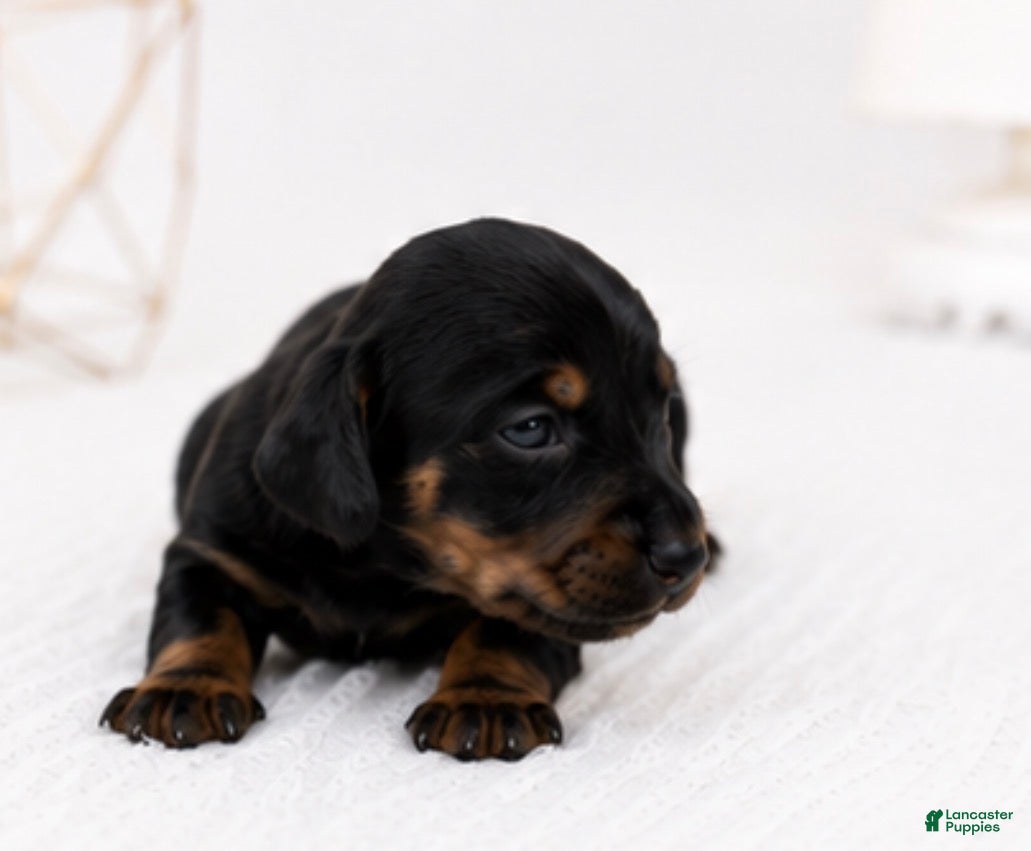 Miniature Dachshund dogs Miniature Dachshund 3 - Ad 2
