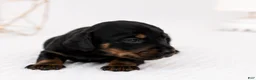 Miniature Dachshund dogs for sale: Miniature Dachshund 3 - Ad 2