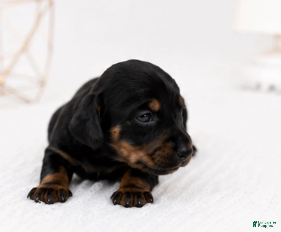 Miniature Dachshund dogs for sale: Miniature Dachshund 3 - Ad 2