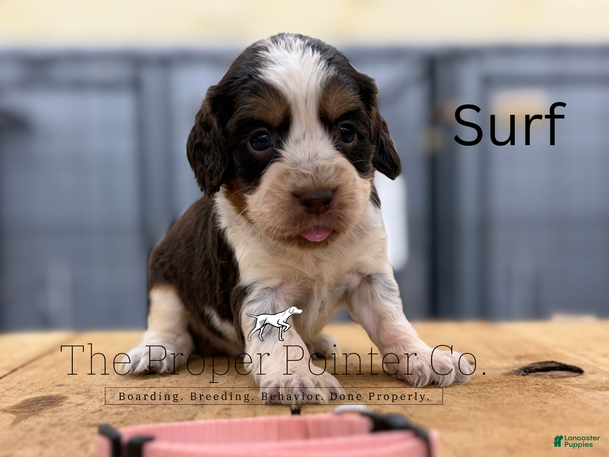 English Springer Spaniel dogs Surf  - Ad 1