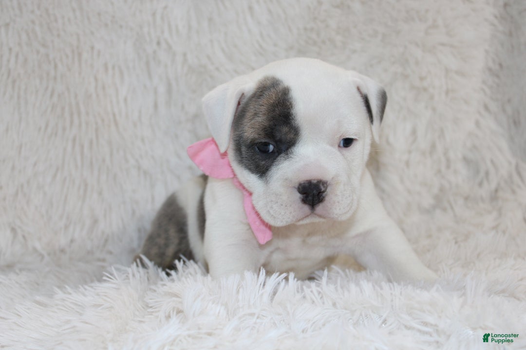 English Bulldog dogs for sale: Roza - Ad 4