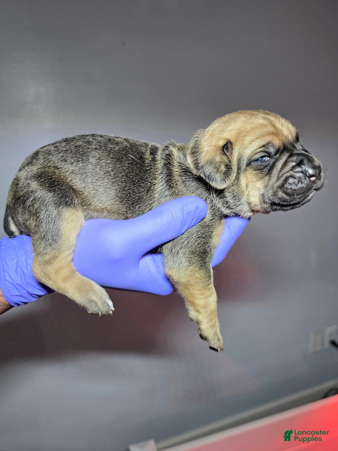 Cane Corso dogs for sale: Cane Corso Puppy 11 - Ad 7