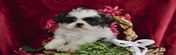 Shih Tzu dogs for sale: Shayla - Ad 4