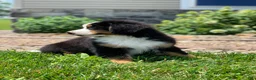 Bernese Mountain Dog dogs for sale: Teddy - Ad 5