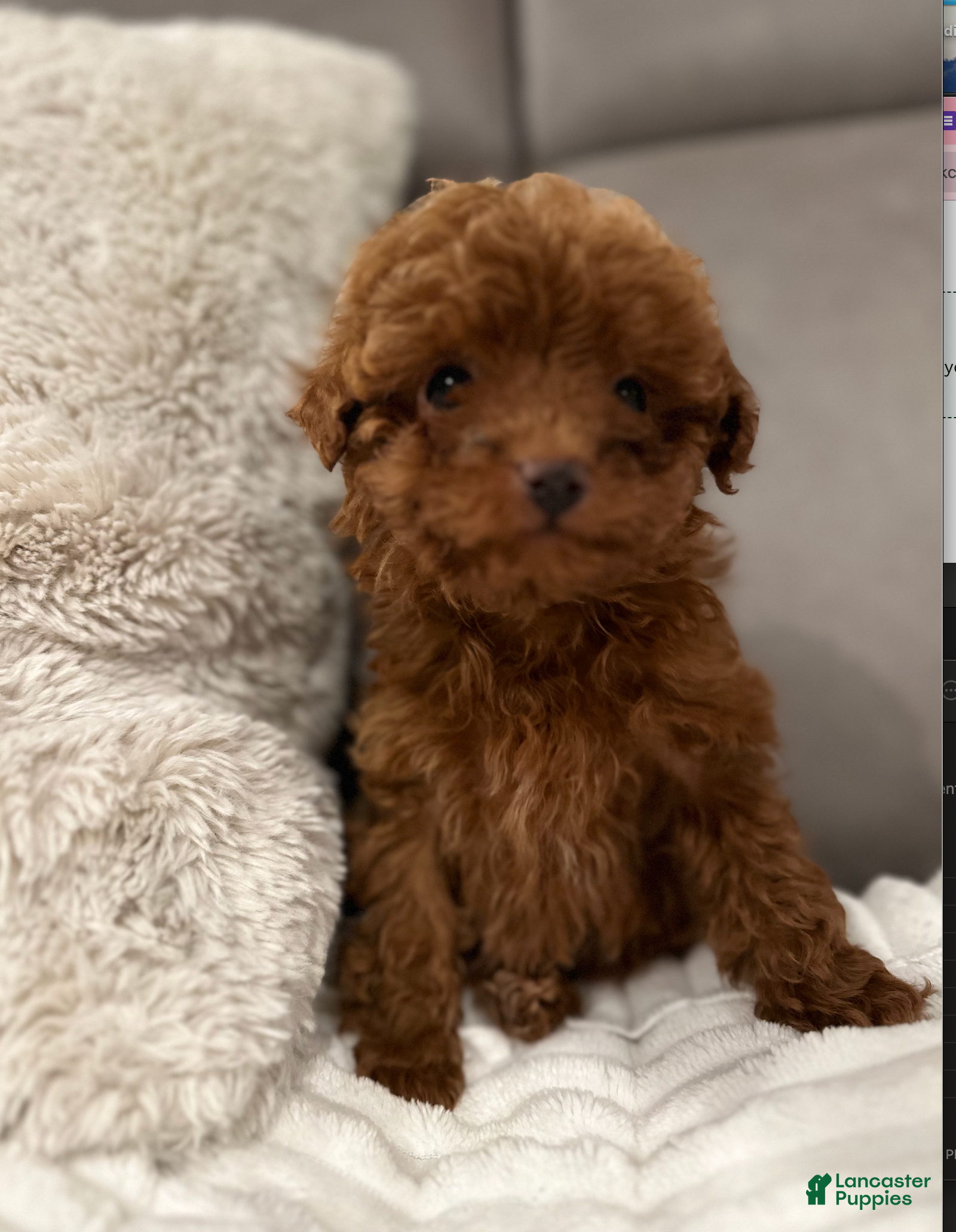 Toy Poodle dogs Teeny Thomas-AKC GENETICALLY TESTED - Ad 32