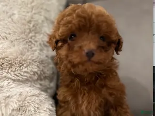 Toy Poodle dogs Teeny Thomas-AKC GENETICALLY TESTED - Ad 32