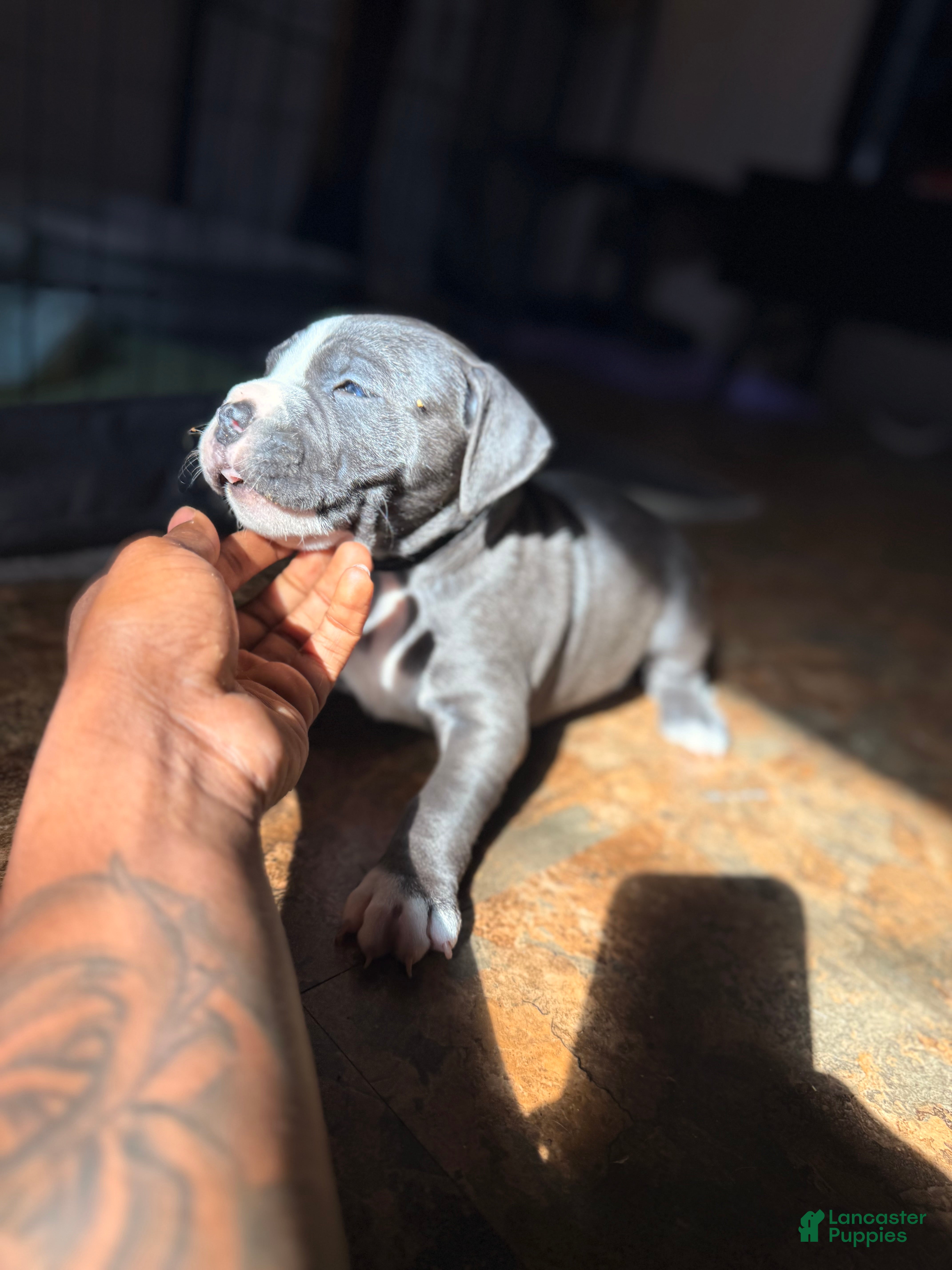 Mixed Breed dogs Magic - Ad 2