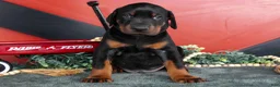 Doberman Pinscher dogs for sale: Rover - Ad 3