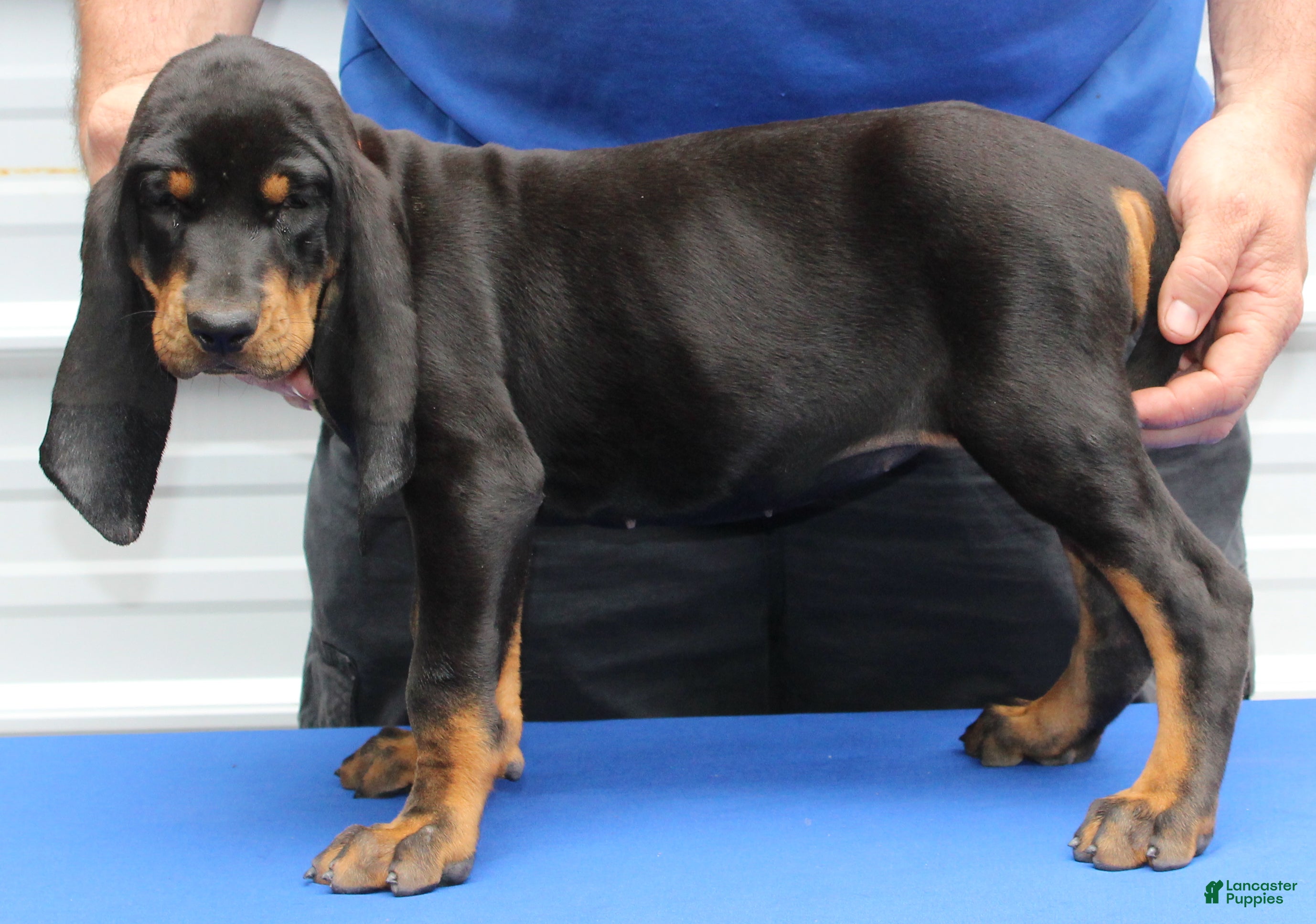 Black And Tan Coonhound dogs for sale: Lori - Ad 1