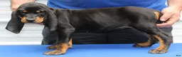 Black And Tan Coonhound dogs for sale: Lori - Ad 1