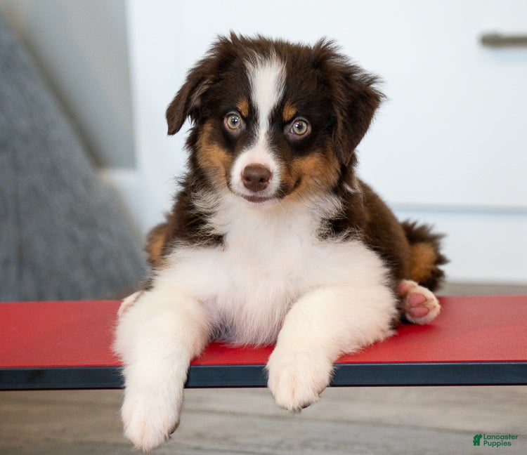 Miniature Australian Shepherd dogs Rugar - Ad 1