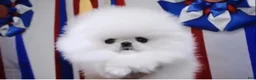 Pomeranian dogs for sale: Teacup Pomeranian Korean bloodline 2 - Ad 10