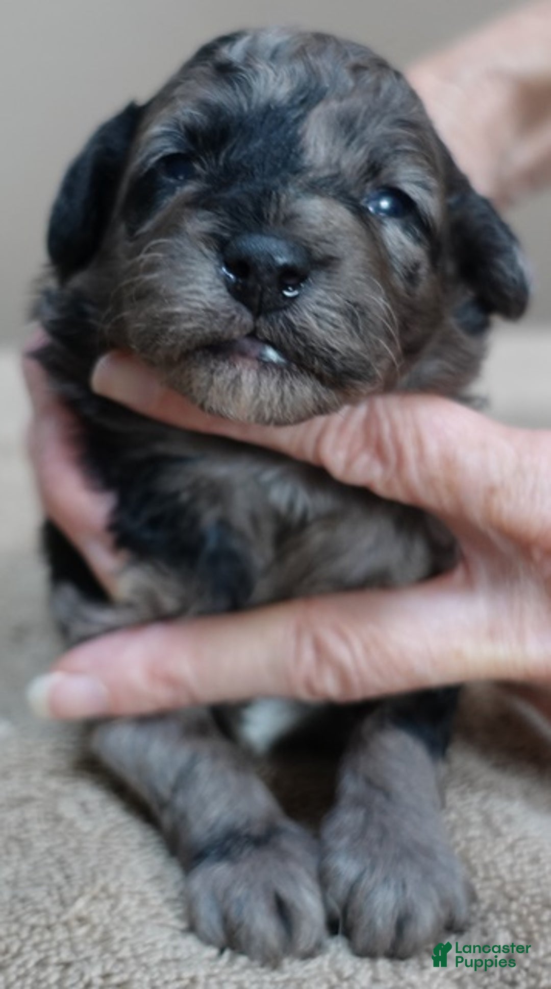 Toy Poodle dogs for sale: Millie - Ad 7