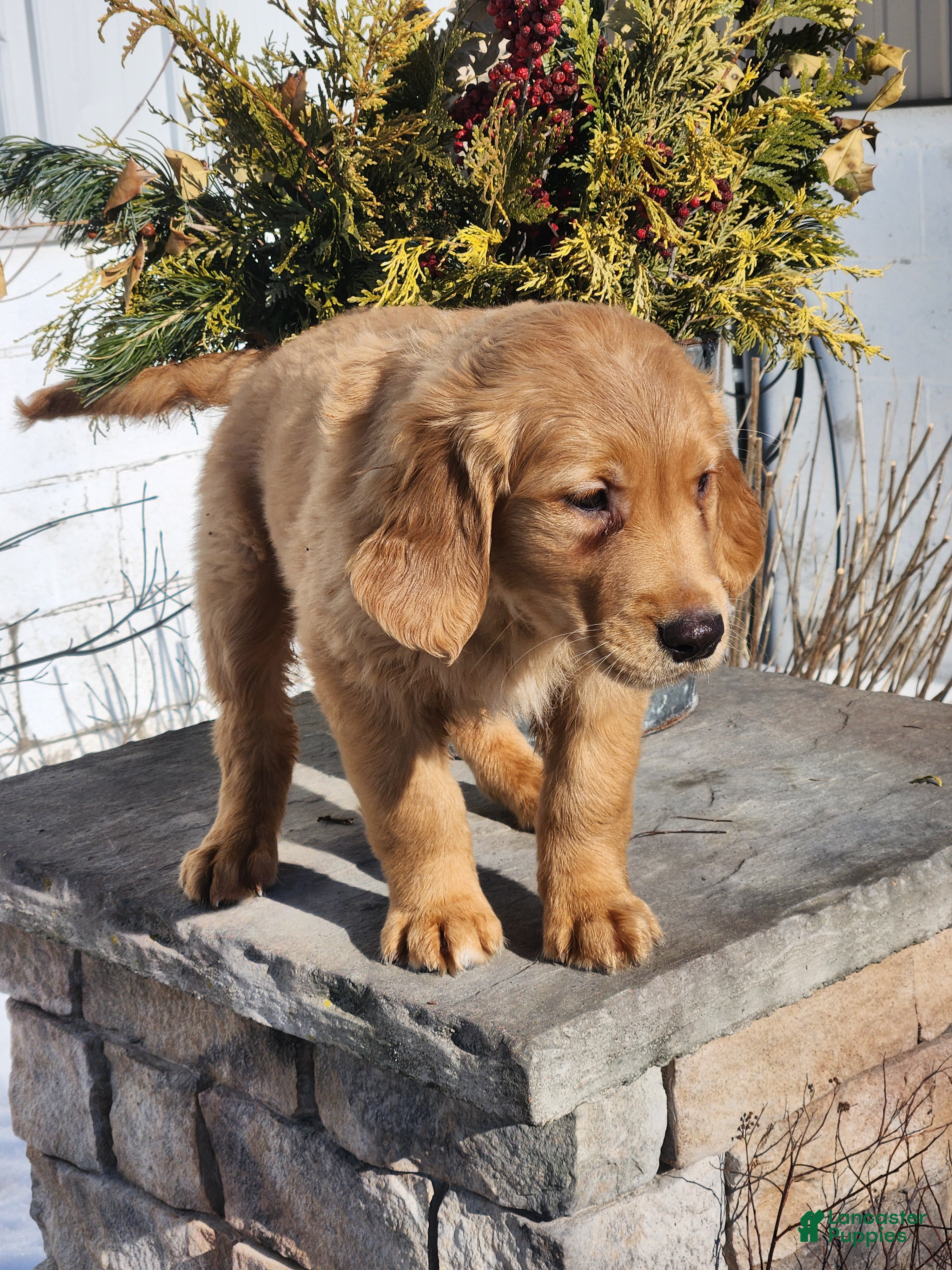 Golden Retriever dogs Rick - Ad 2