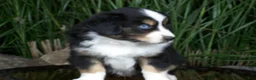 Miniature Australian Shepherd dogs for sale: Romeo - Ad 4