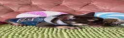 French Bulldog dogs for sale: French Bulldog 1 - Ad 3