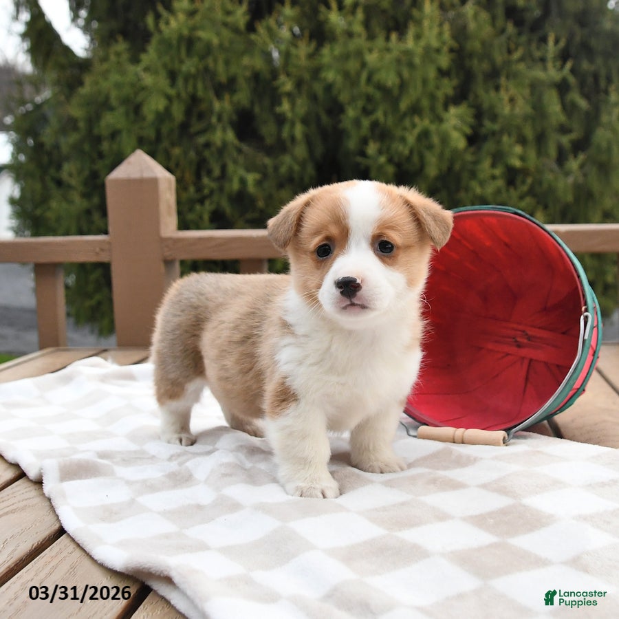 Welsh Corgi Pembroke dogs Scout - Ad 1