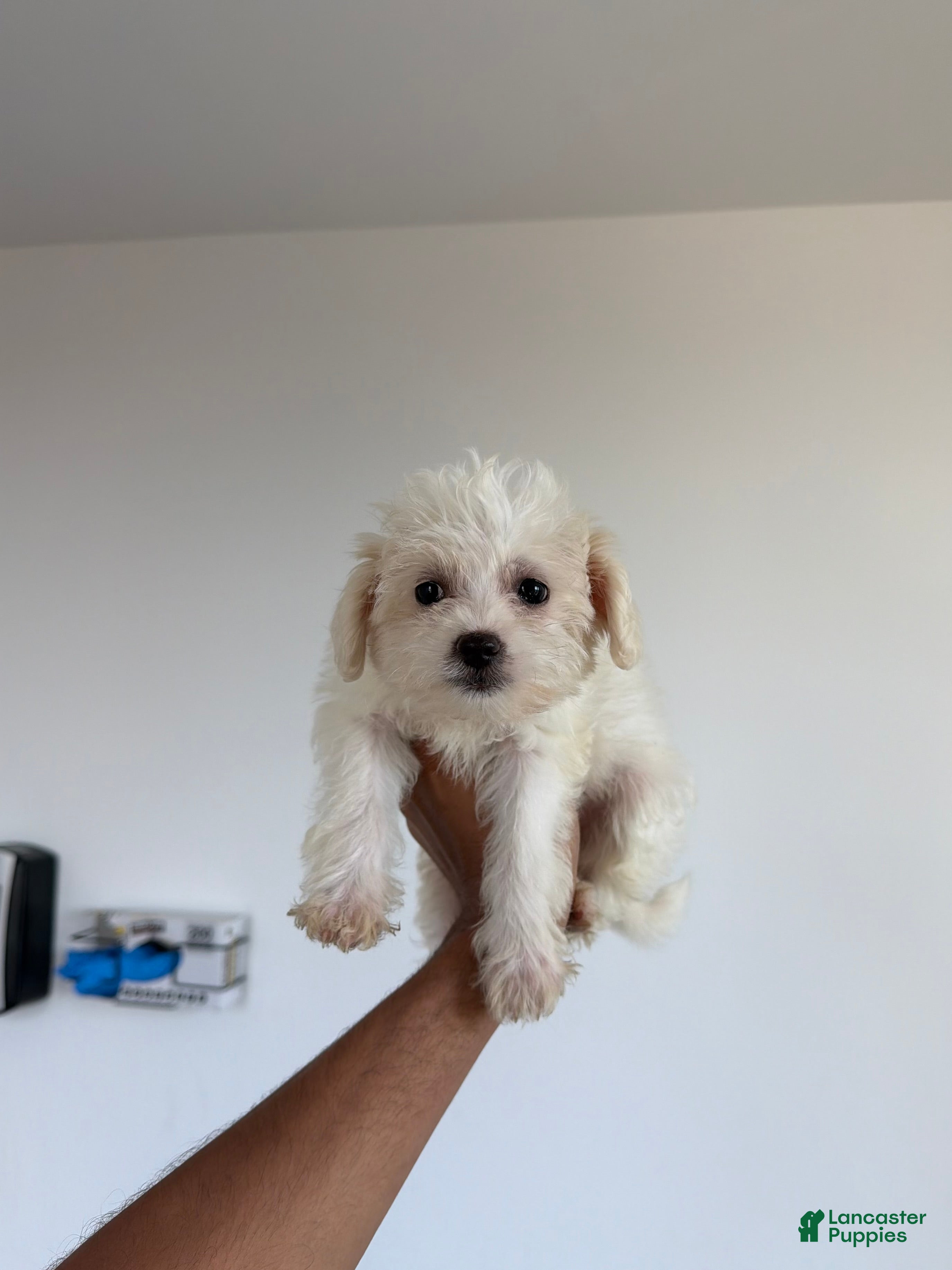 Yorkiepoo dogs for sale: Cindy  - Ad 1
