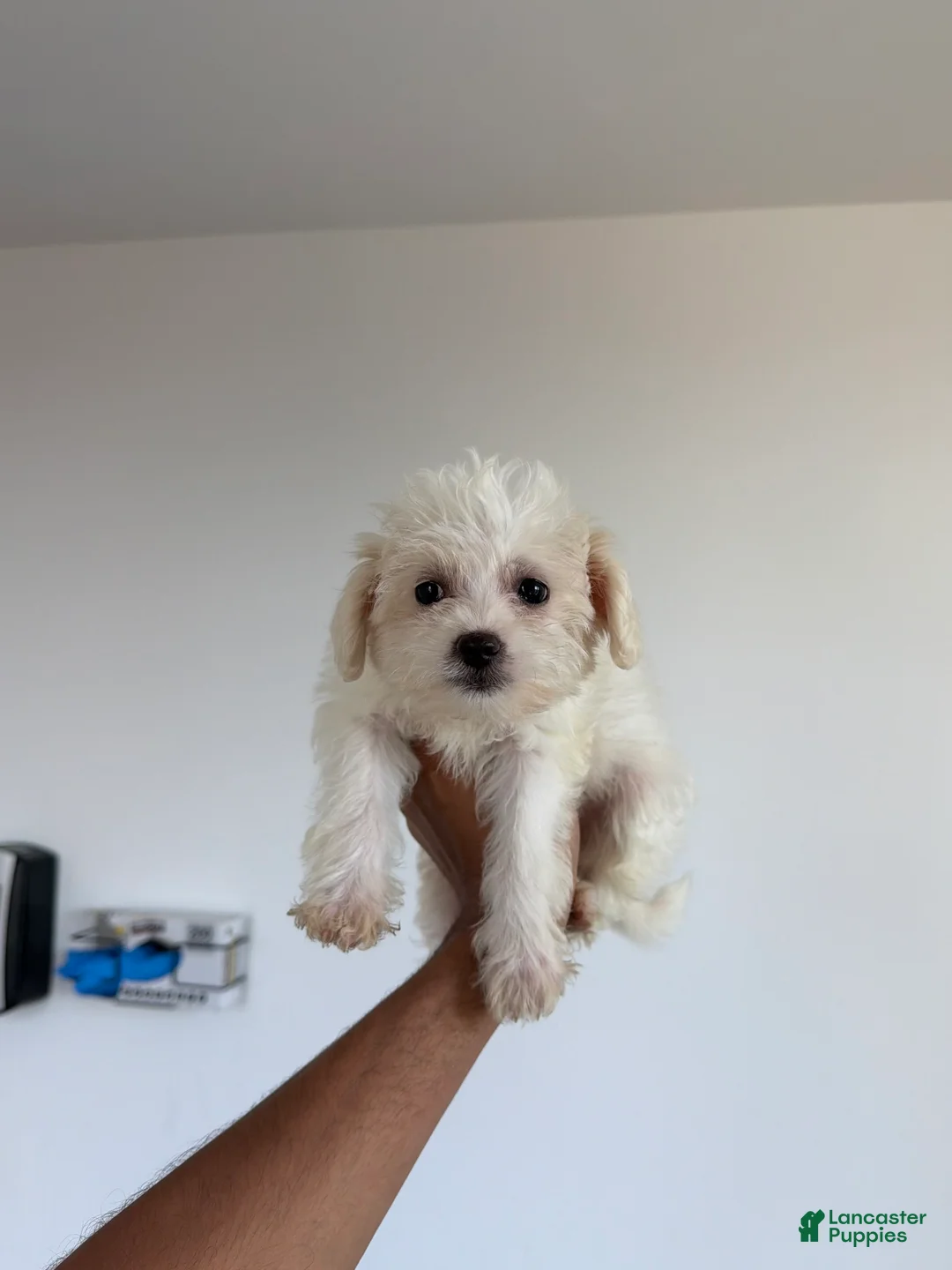 Yorkiepoo dogs for sale: Cindy  - Ad 1