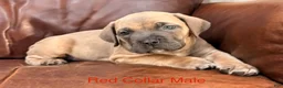 Cane Corso dogs for sale: Cane Corso Puppy Red Collar Male - Ad 1