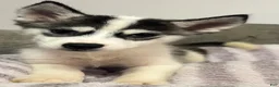 Siberian Husky dogs for sale: Gracie - Ad 3