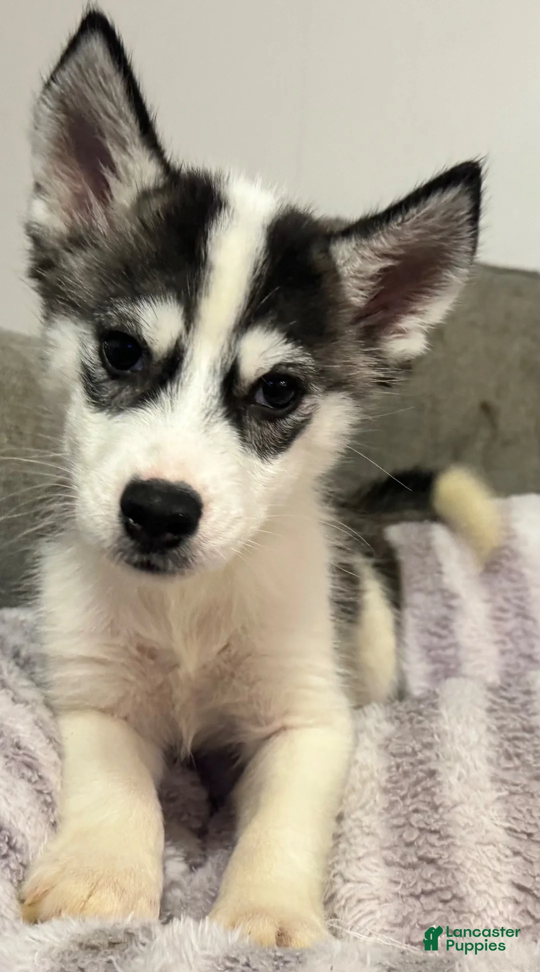 Siberian Husky dogs for sale: Gracie - Ad 3