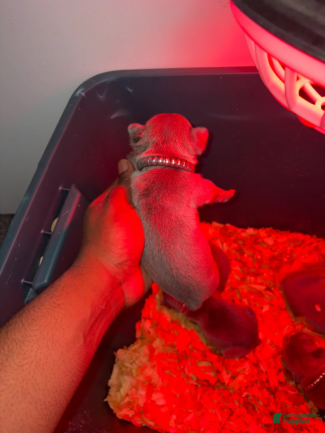French Bulldog dogs for sale: French Bulldog Blue Male Puppy #2 - Ad 2