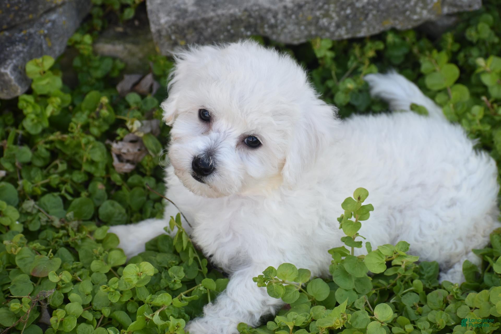 Bichpoo dogs for sale: Bunny - Ad 1