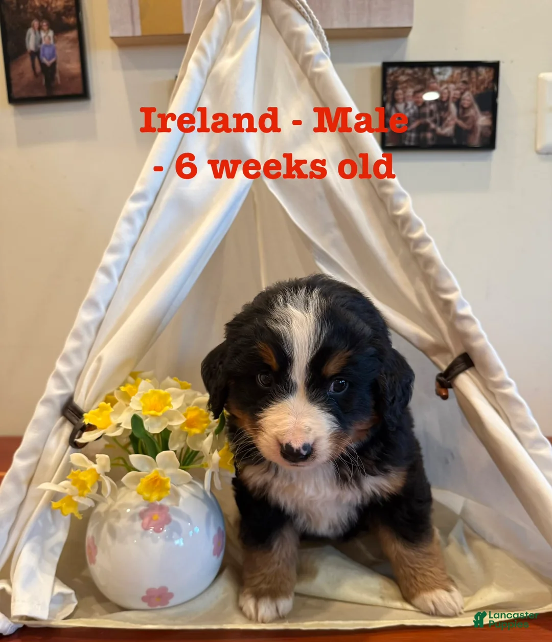 Bernese Mountain Dog dogs for sale: Ireland - Ad 2