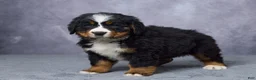 Bernese Mountain Dog dogs for sale: Carson - Ad 4
