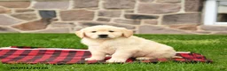 Golden Retriever dogs for sale: Ronny - Ad 3
