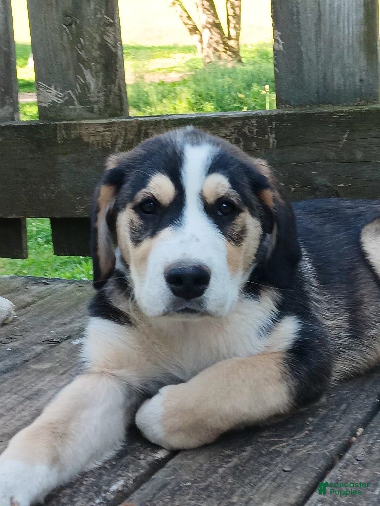 Mixed Breed dogs Junior - Ad 2