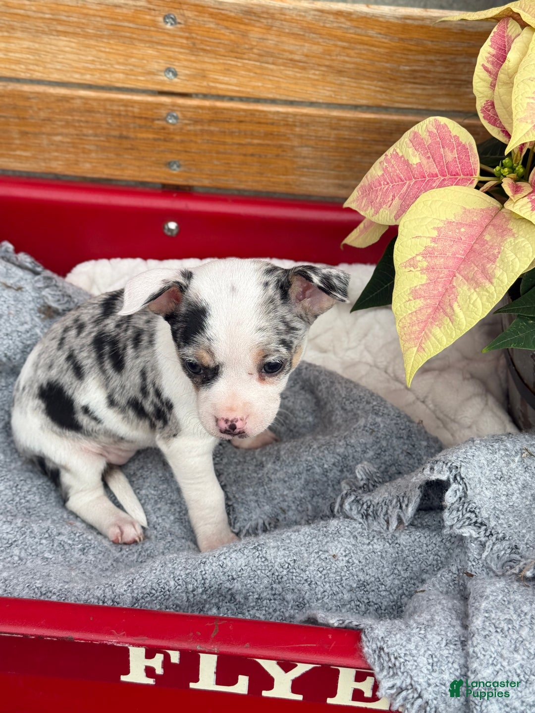 Chihuahua dogs for sale: Clara - Ad 2