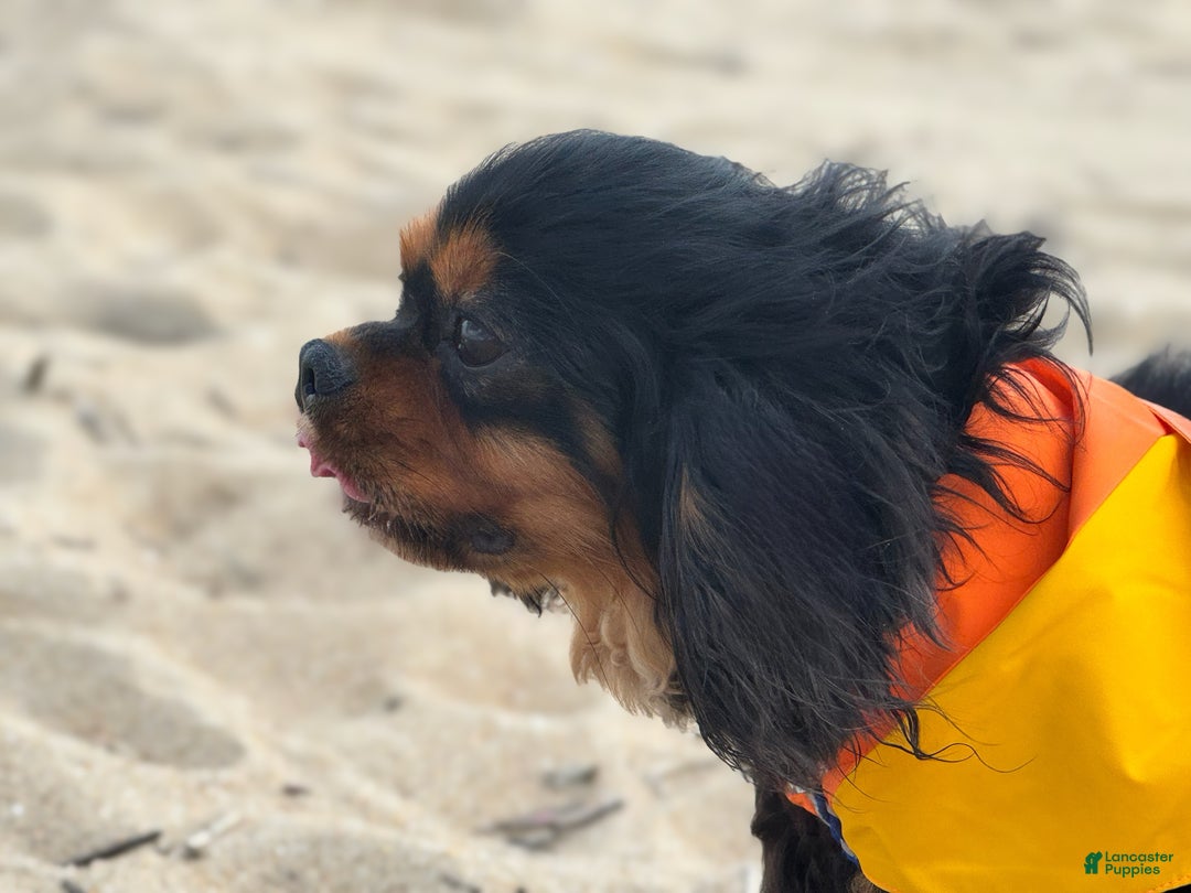 Cavalier King Charles Spaniel dogs for stud: Finn - stud only  - Ad 2