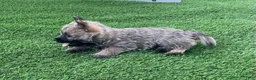 Cairn Terrier dogs for sale: Max - Ad 3