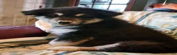 Alaskan Malamute dogs for sale: Alaskan Malamute Puppy 1 - Ad 7