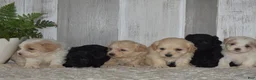 Maltipoo dogs for sale: Pete - Ad 6