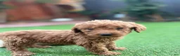 Standard Poodle dogs for sale: Charlie - Ad 3