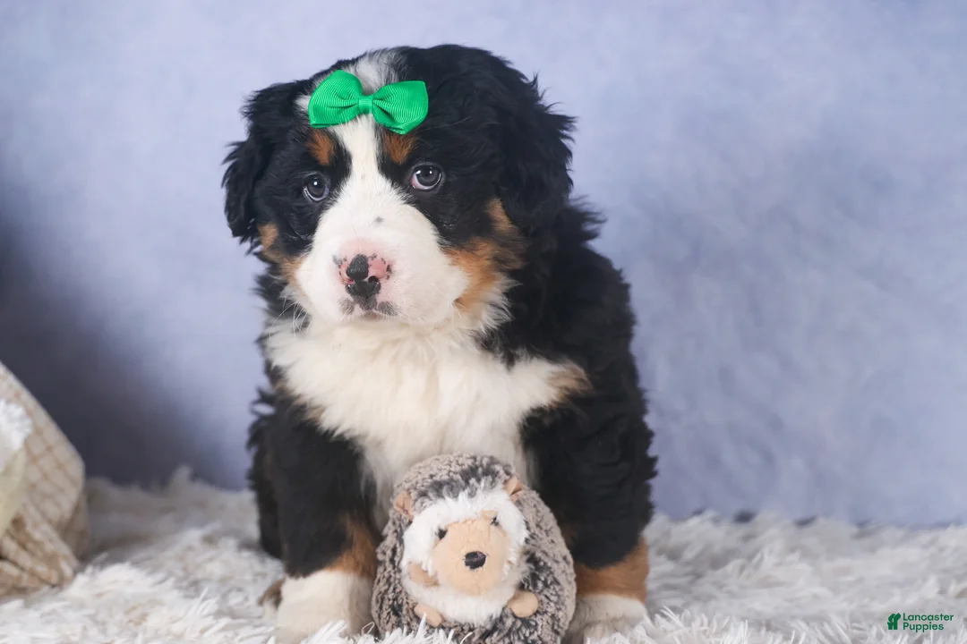 Bernese Mountain Dog dogs for sale: HERSHEY - Ad 13