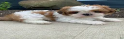 Shih Tzu dogs for sale: Timmy - Ad 14
