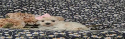 Maltipoo dogs for sale: Izzie 7 lbs Full Grown - Ad 6