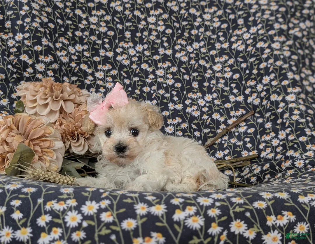 Maltipoo dogs for sale: Izzie 7 lbs Full Grown - Ad 6