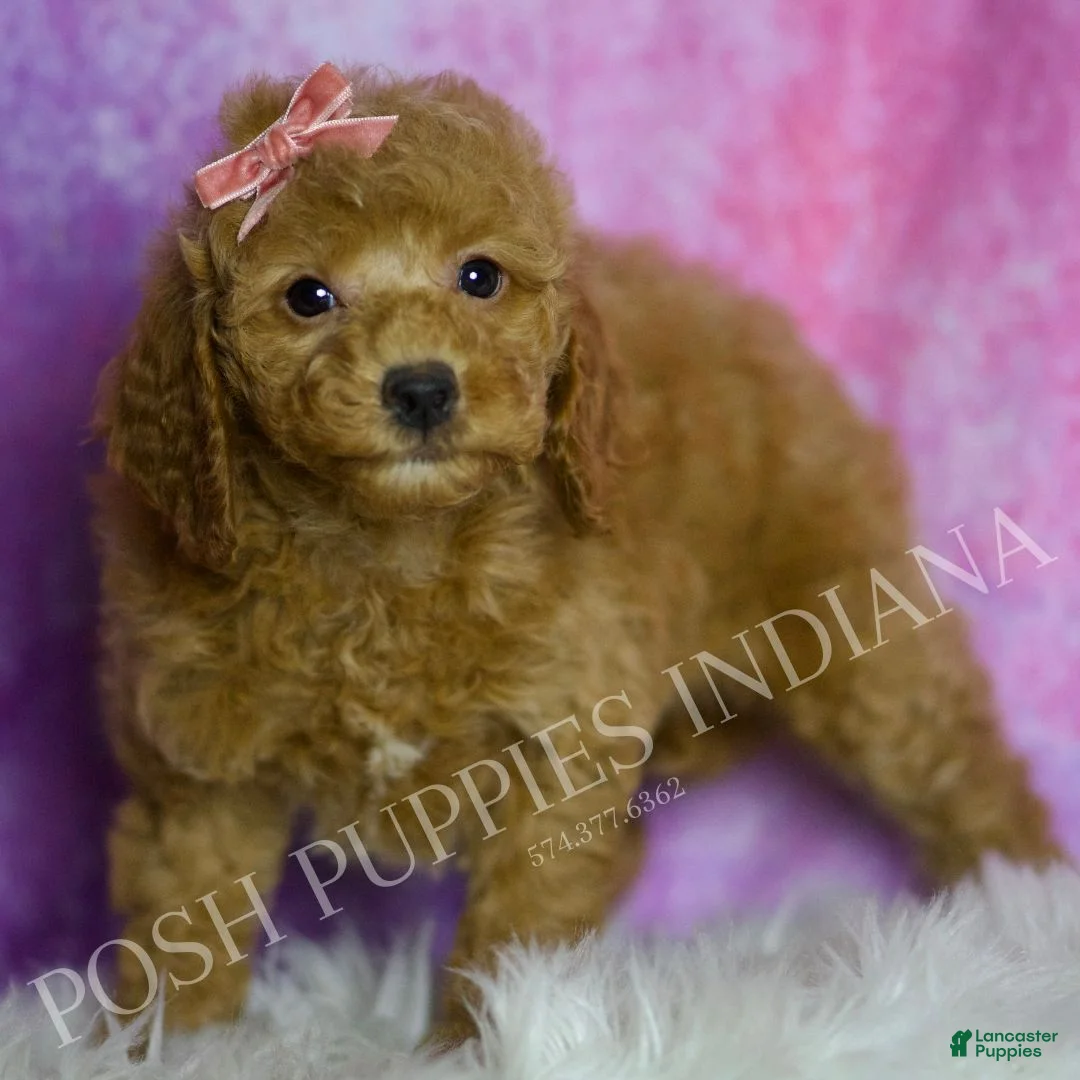 Mini Goldendoodle dogs for sale: Sadie - Ad 5