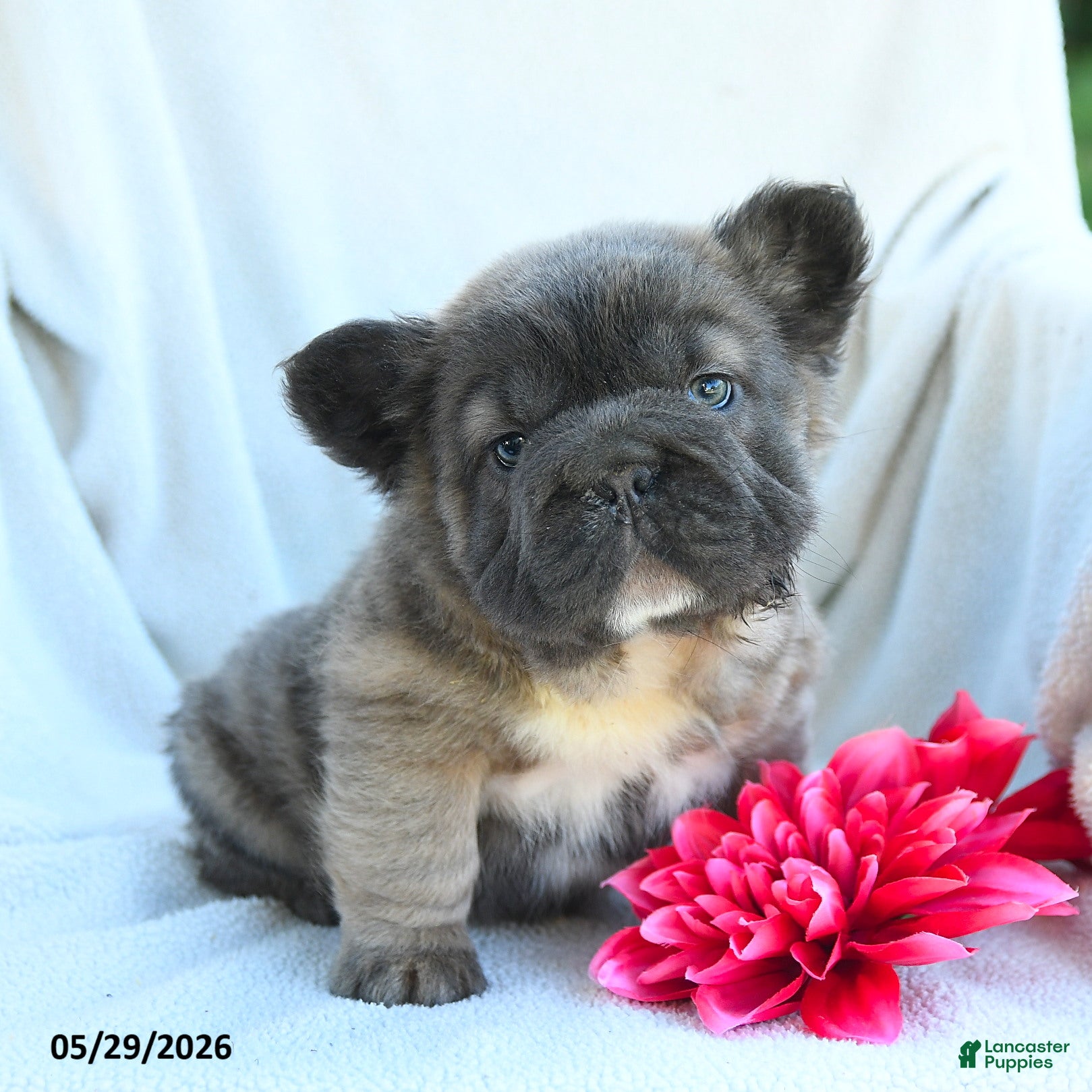French Bulldog dogs Gretchen - Ad 1