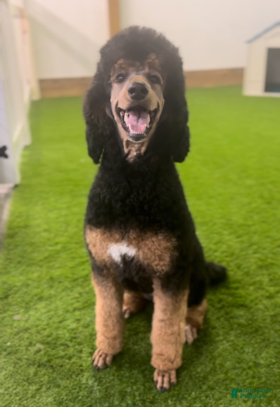 Standard Poodle dogs for sale: Boots - Ad 7